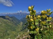 29 Prima vista sulla bella Valcervia con Gentiana punctata (Genziana maculata)